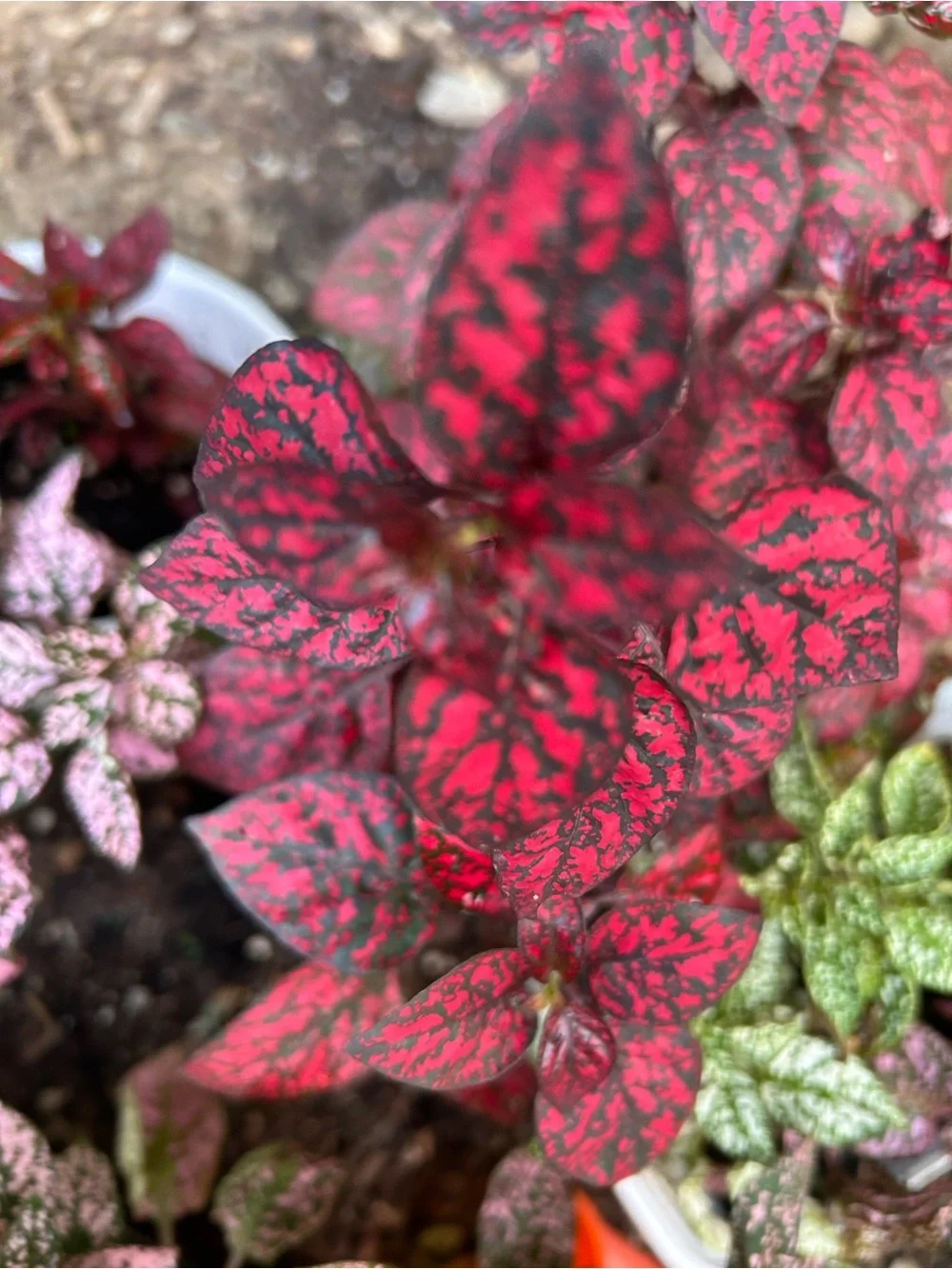 Splash Polka Dot Plant - Hypoestes - Colorful House Plant